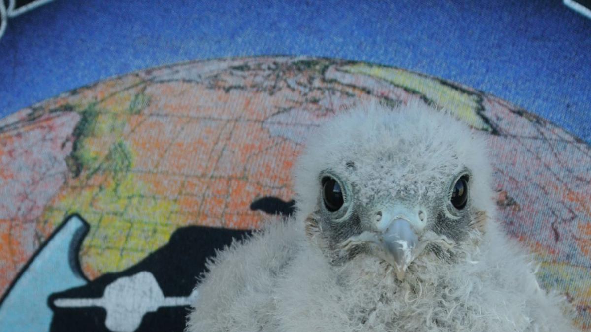 Halcones de ciudad Imágenes