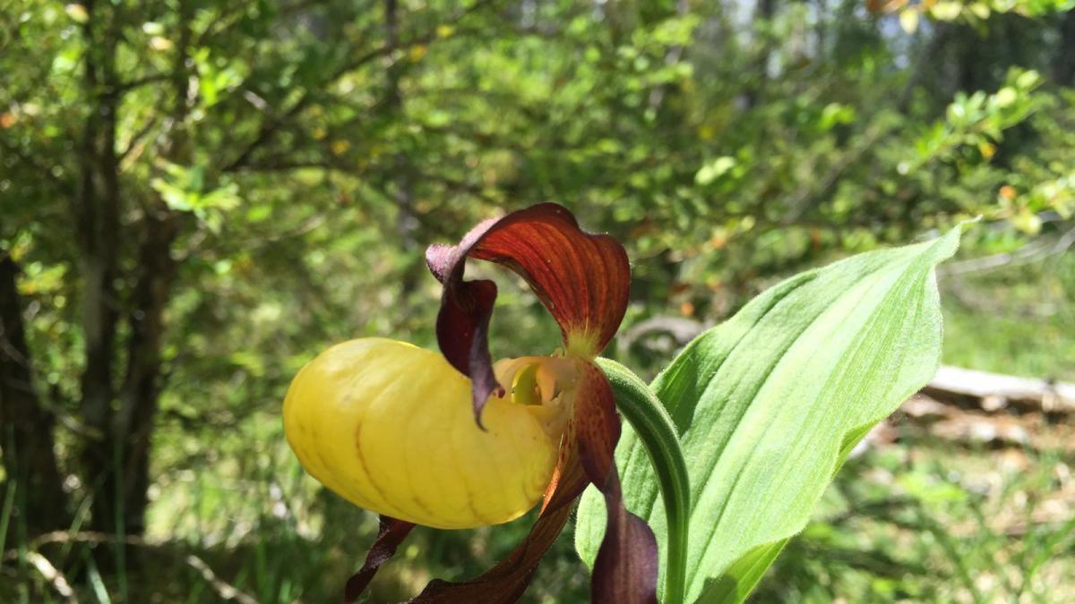 La orquídea 'zapatito de dama', en peligro de extinción, aumenta poco a  poco en el Pirineo | Noticias de Aragón en 