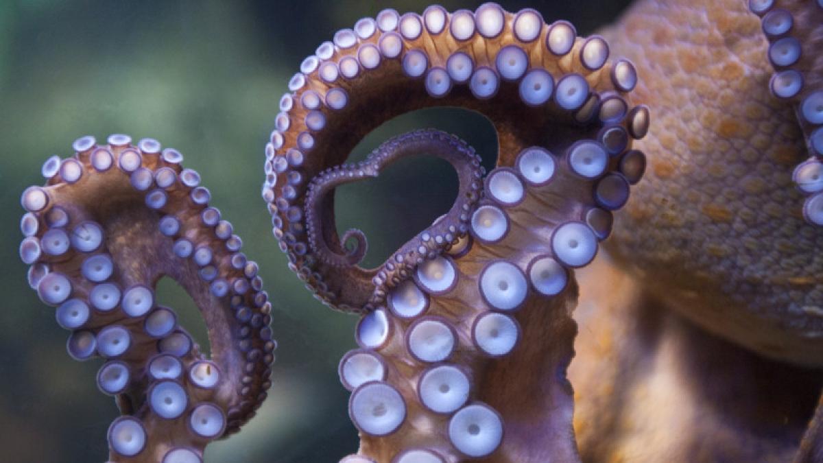 щупальце анатомия. осьминог арт. осьминог арт. осьминог паульс. осьминог.