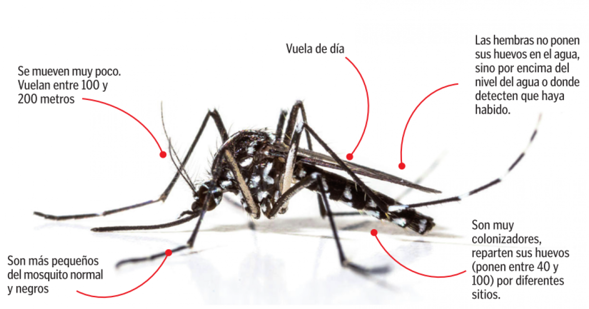 El mosquito tigre llega a Zaragoza y se localizan ejemplares en Caspe y La Joyosa | Noticias de ...