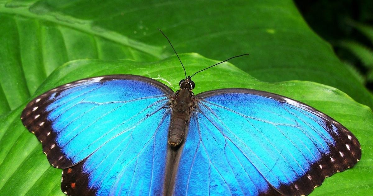 COSEE 100Piezas Impresión de Mariposa Adulta Protección Personal Diaria