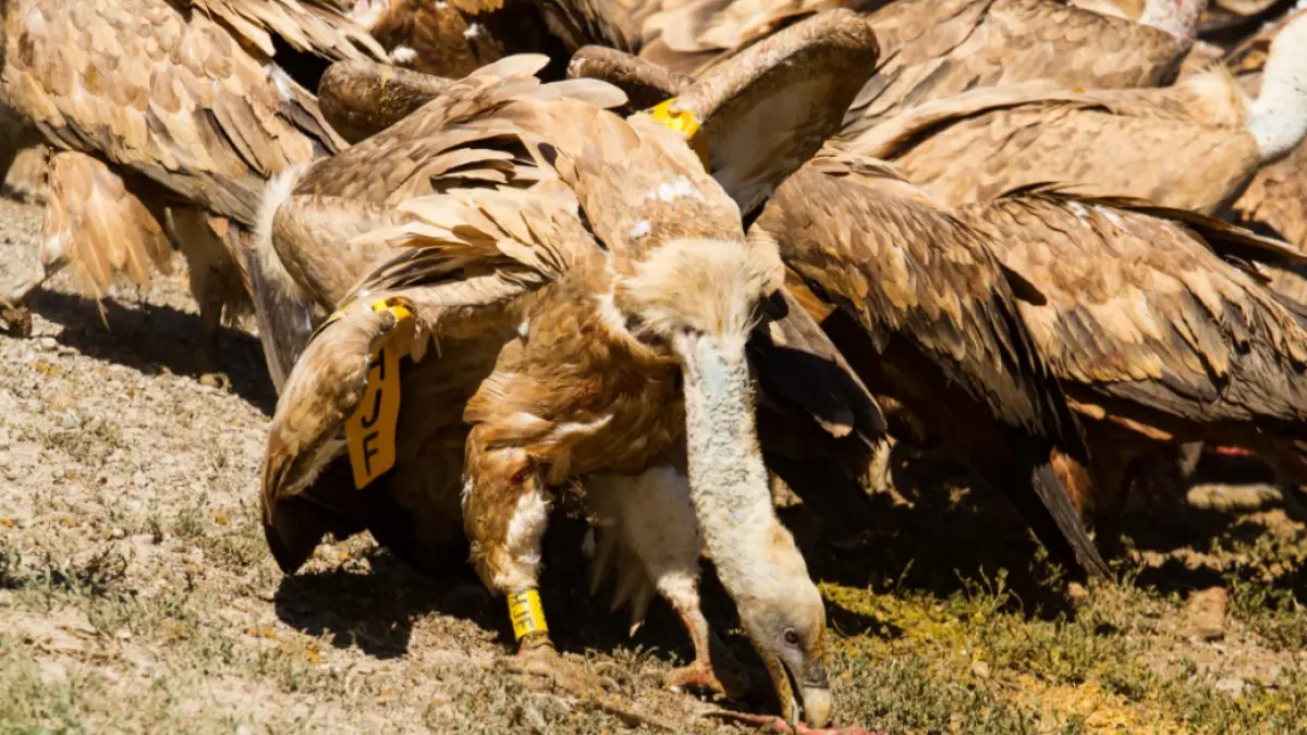 El Sobrarbe, un paraíso para las aves carroñeras | Noticias de Huesca ...