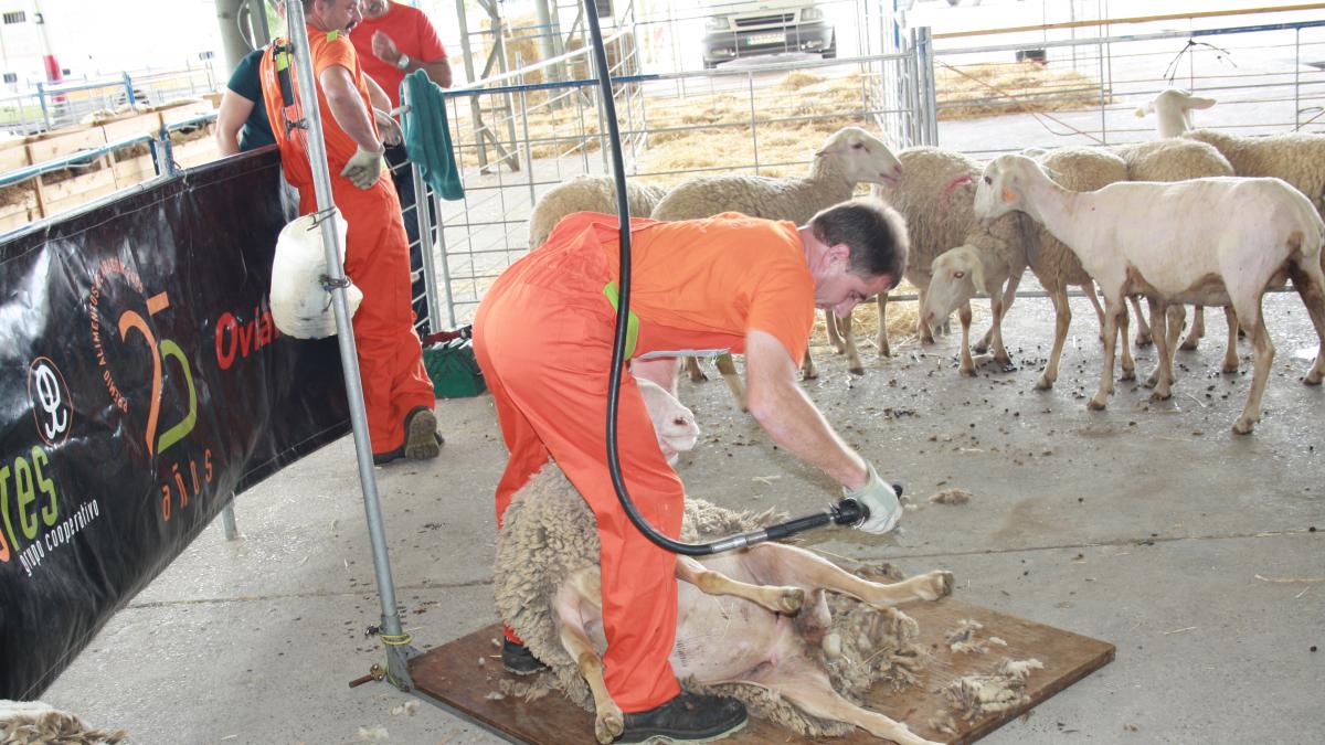 amortiguar Fanático Tormento El oficio de esquilar: 2 minutos por oveja a 1,10 euros por cabeza |  Noticias de Aragón en Heraldo.es