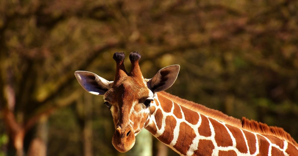 pastel gorra Doblez Cuánto mide el cuello de una jirafa? | Noticias de Sociedad en Heraldo.es