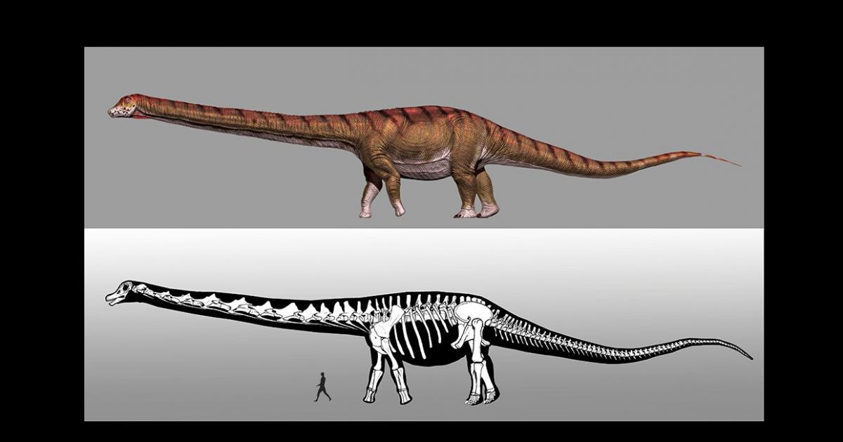 El dinosaurio más grande del mundo ya tiene nombre | Noticias de  Investigación en 