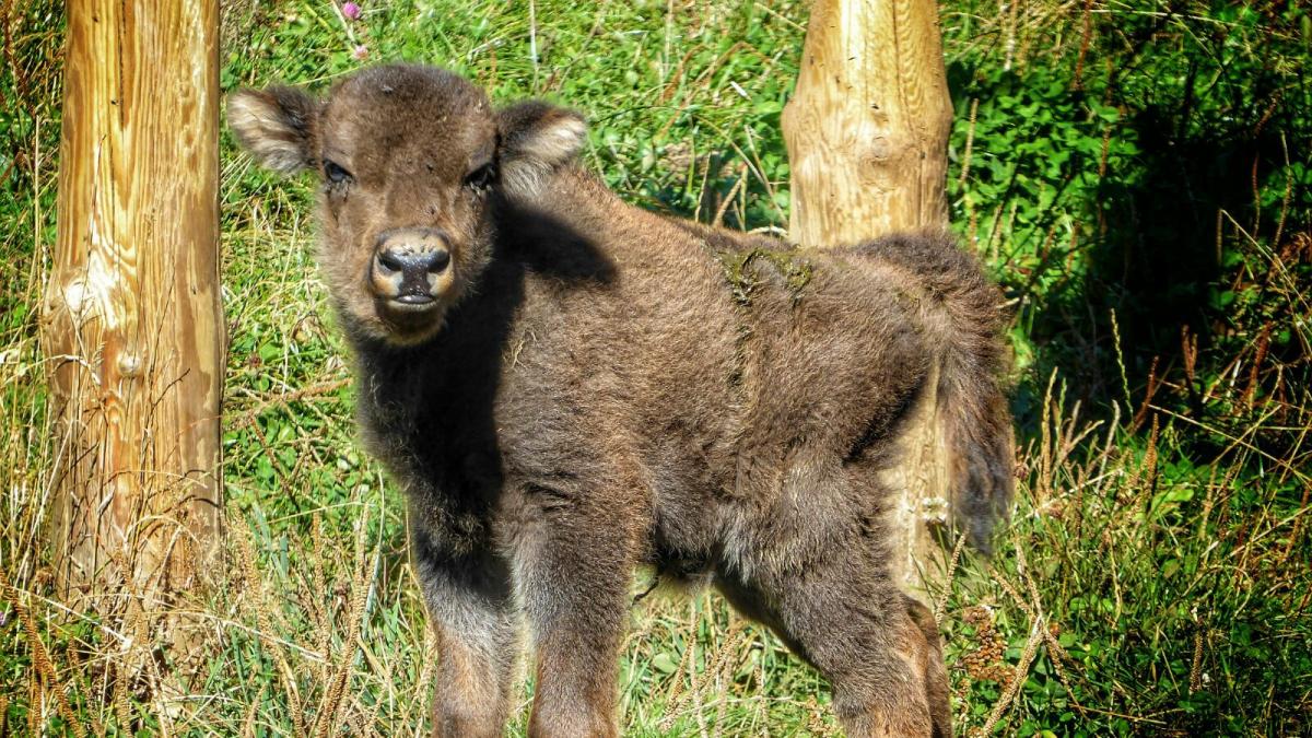Bisonte Caracteristicas Que Come Donde Vive Como Nace