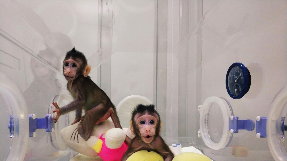 Zhong Zhong y Hua Hua, los primeros monos clonados con el método de la