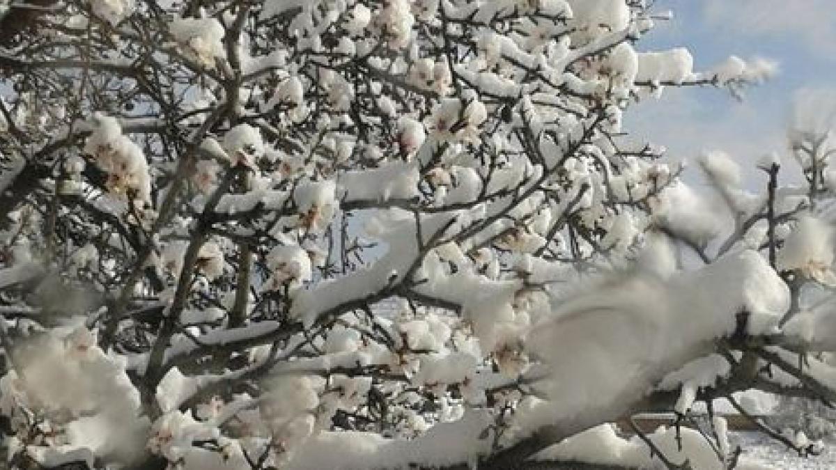 Un viento gélido hace temblar a los almendros en flor | Noticias de  Economía en 