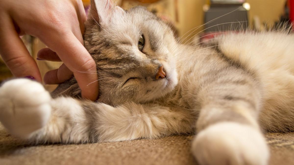 Resultado de imagen para nueva york prohibe amputacion gatos