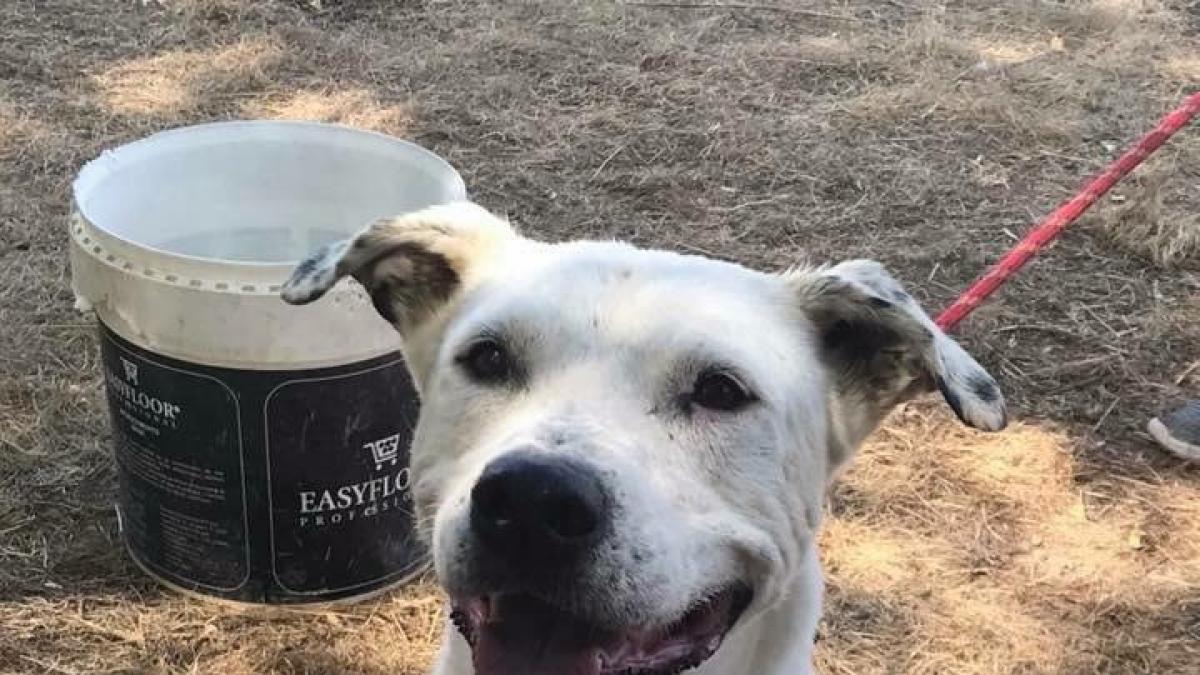 Un 60 de los perros del centro municipal de protección animal de Zaragoza son potencialmente Un 60 de los perros del centro municipal de protección animal de Zaragoza son potencialmente
