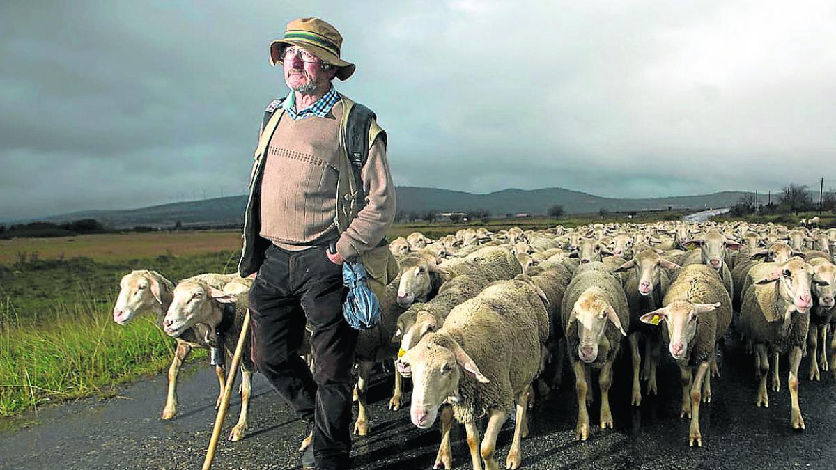 Un pastor nunca abandona las ovejas" | Noticias de Teruel en ...