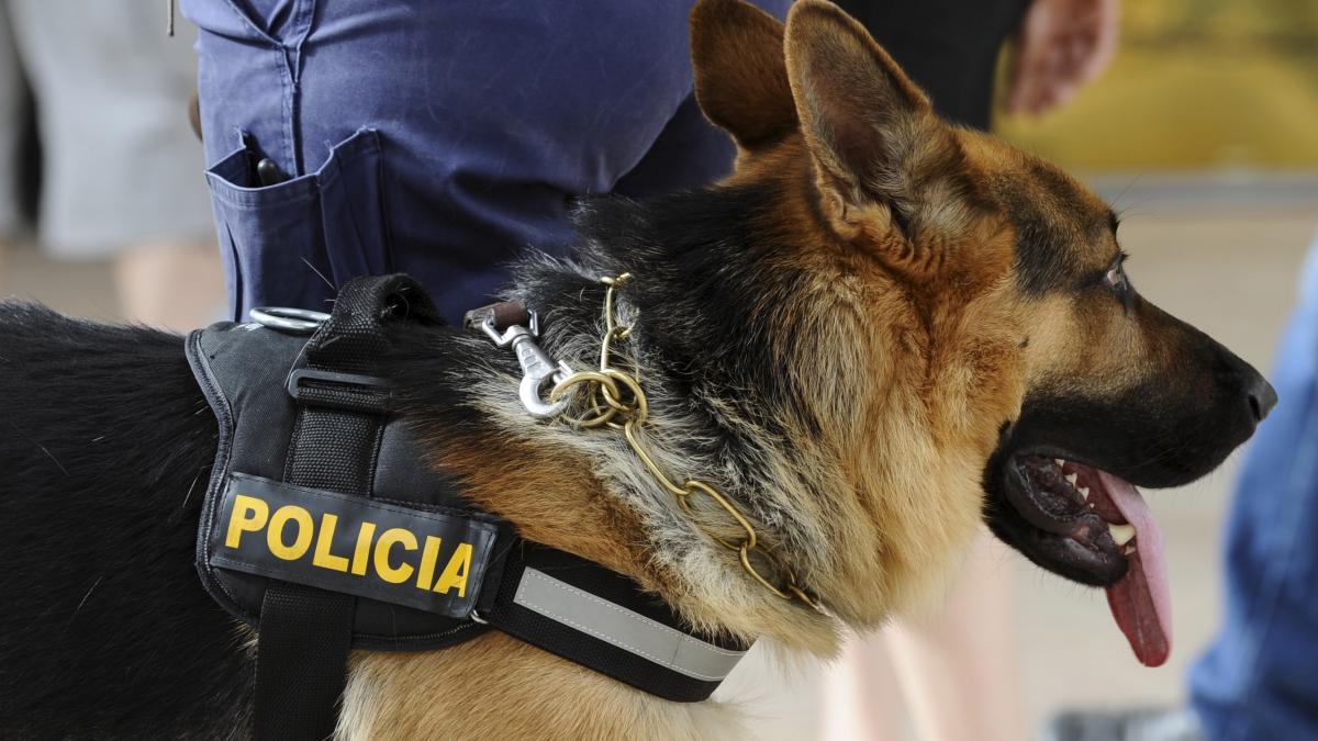 Marty Fielding El principio Fahrenheit La Policía Nacional colabora con un colegio de educación especial mediante  la enseñanza asistida con perros | Noticias de Zaragoza en Heraldo.es