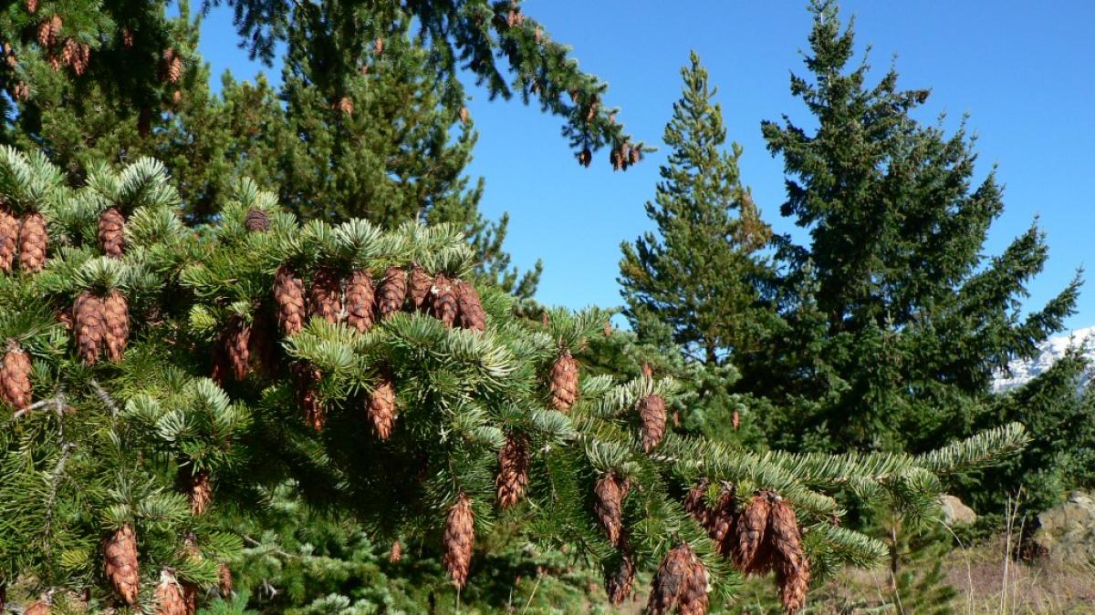 Hasta dónde puede crecer un árbol?