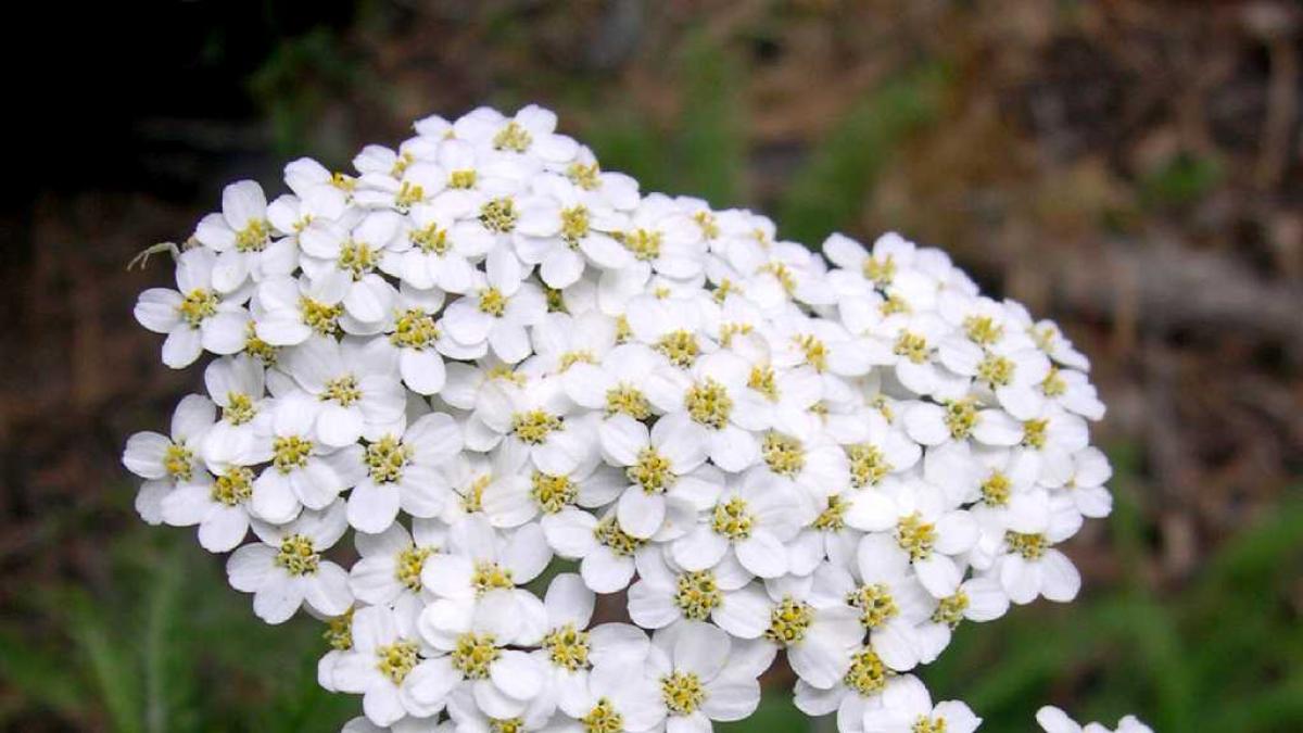 Geranios, petunias o margaritas para alegrar las terrazas aragonesas