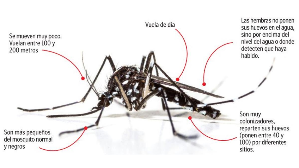 El mosquito tigre ha aumentado un 70% en España respecto al año pasado