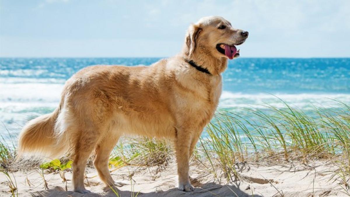 radioactividad gatear Sobriqueta Cinco playas aptas para perros cerca de Zaragoza en 2019
