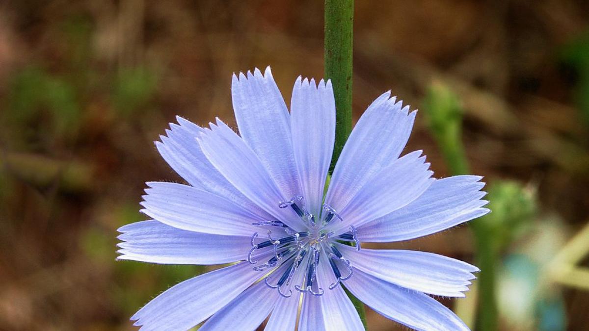 Curiosidades de la botánica: ¿por qué hay tan pocas flores azules?