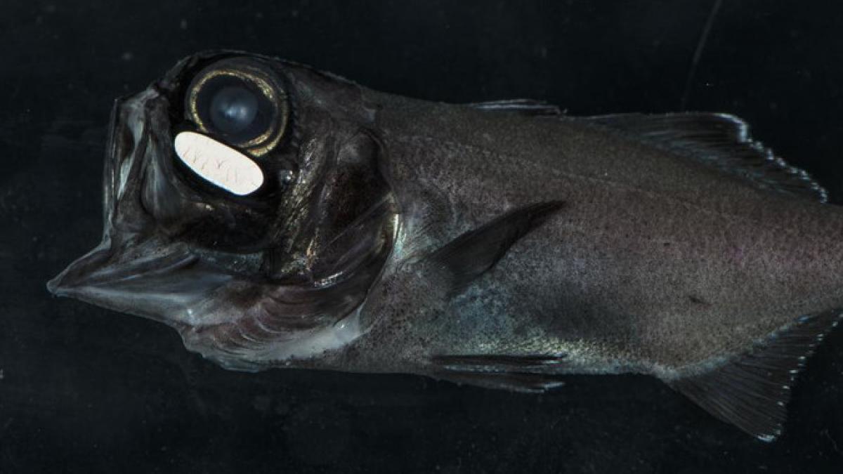 Arrastrarse Sentimental Sillón Ciencia a lo bestia: El pez ojo de linterna usa la bioluminiscencia para  'quedar' de noche