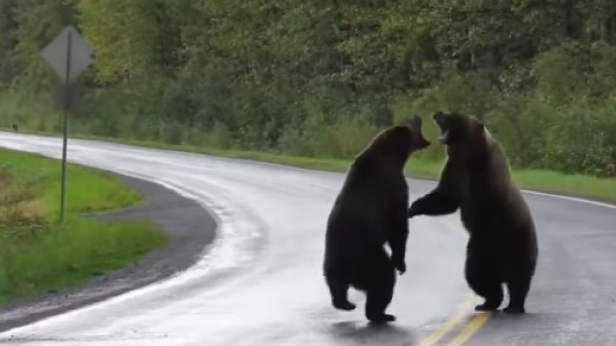 La pelea de osos bajo la atenta mirada de un lobo