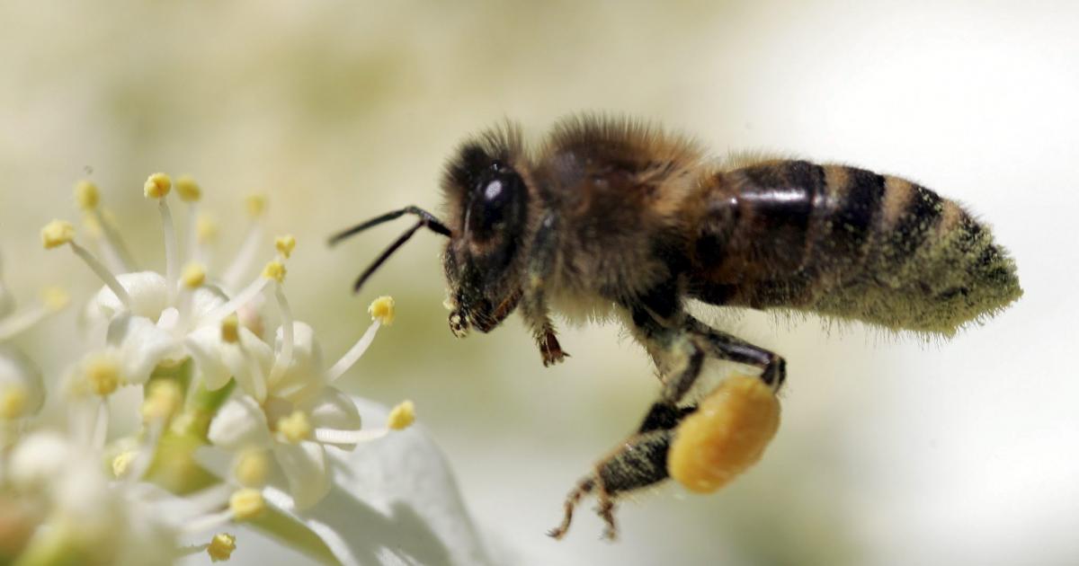 Aguacateros vencen a las Abejas de León