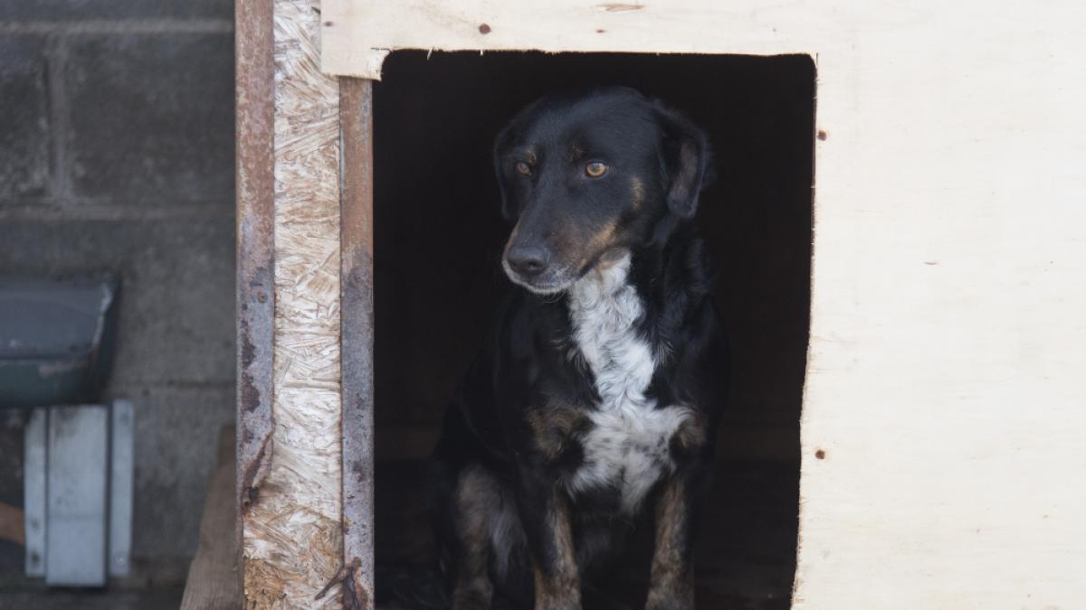 antártico Samuel caja de cartón Casi el 70% de los 530 perros abandonados en Huesca en 2019 encontraron  otro hogar