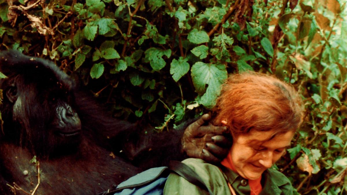 dian fossey jane goodall birute galdikas dian fossey jane goodall birute galdikas