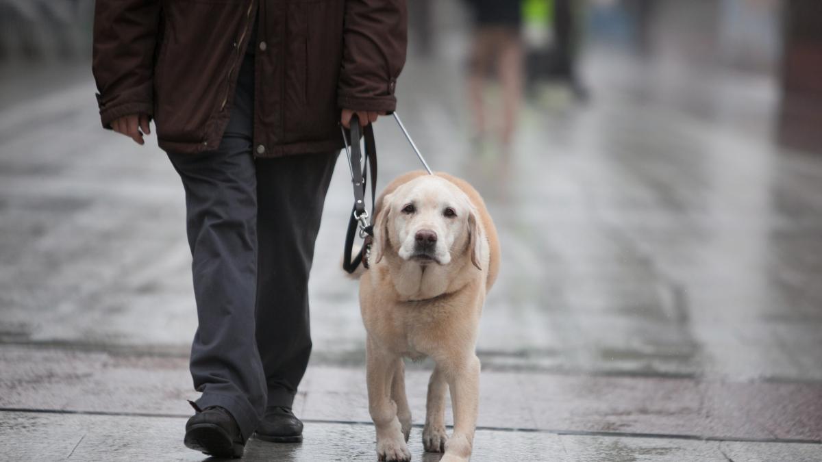 Cerca de 30 perros guía permiten a las personas ciegas seguir autónomas