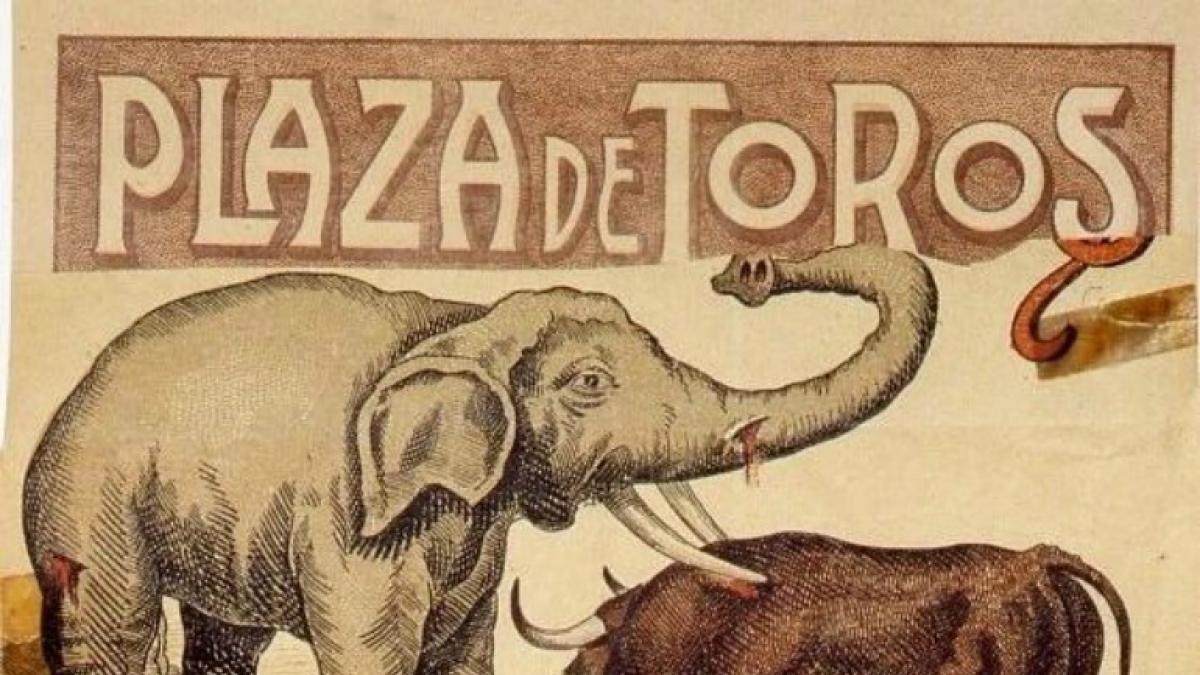 Bizarro visita Aragón: duelo del elefante el toro en Huesca y Zaragoza