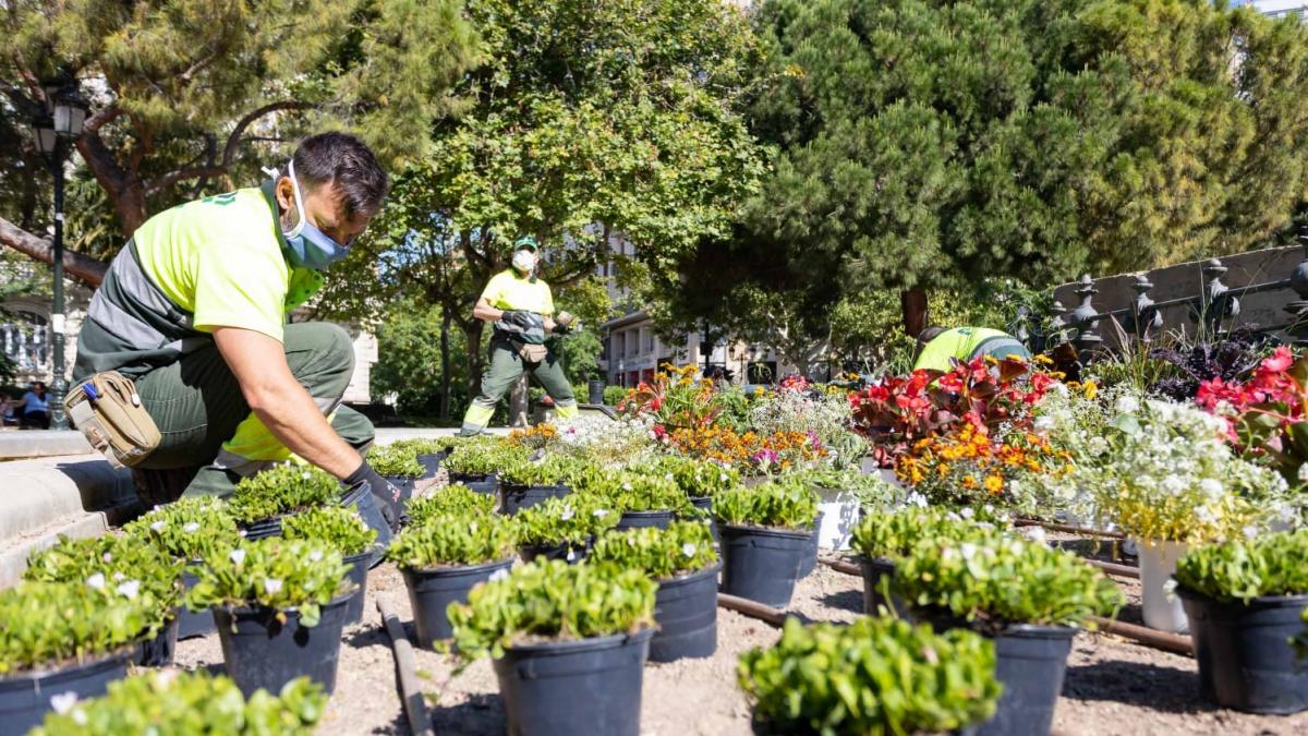 Geranios, petunias y begonias, las reinas del verano en Zaragoza