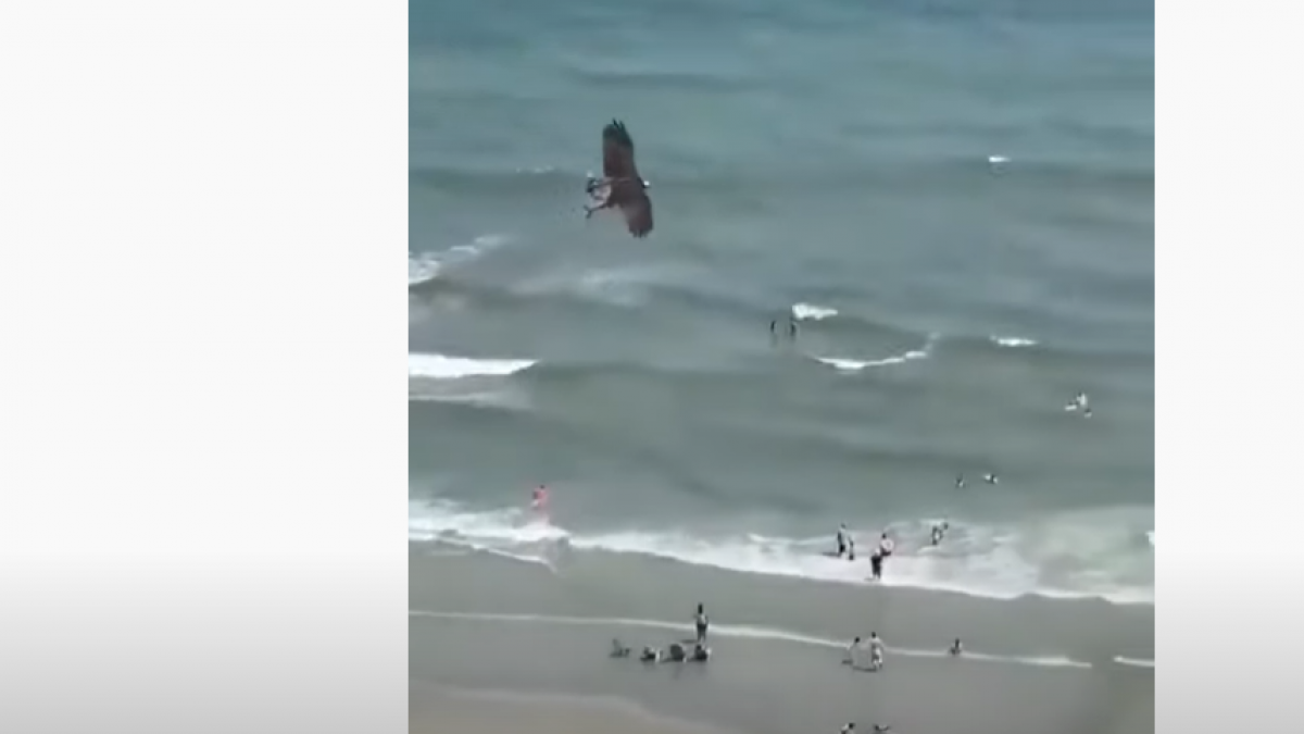 Graban el momento en que un águila atrapa a un tiburón y se lo lleva volando