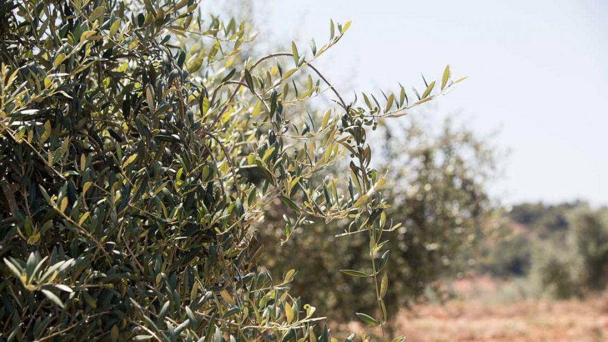 Fotos del centro histórico de Cretas