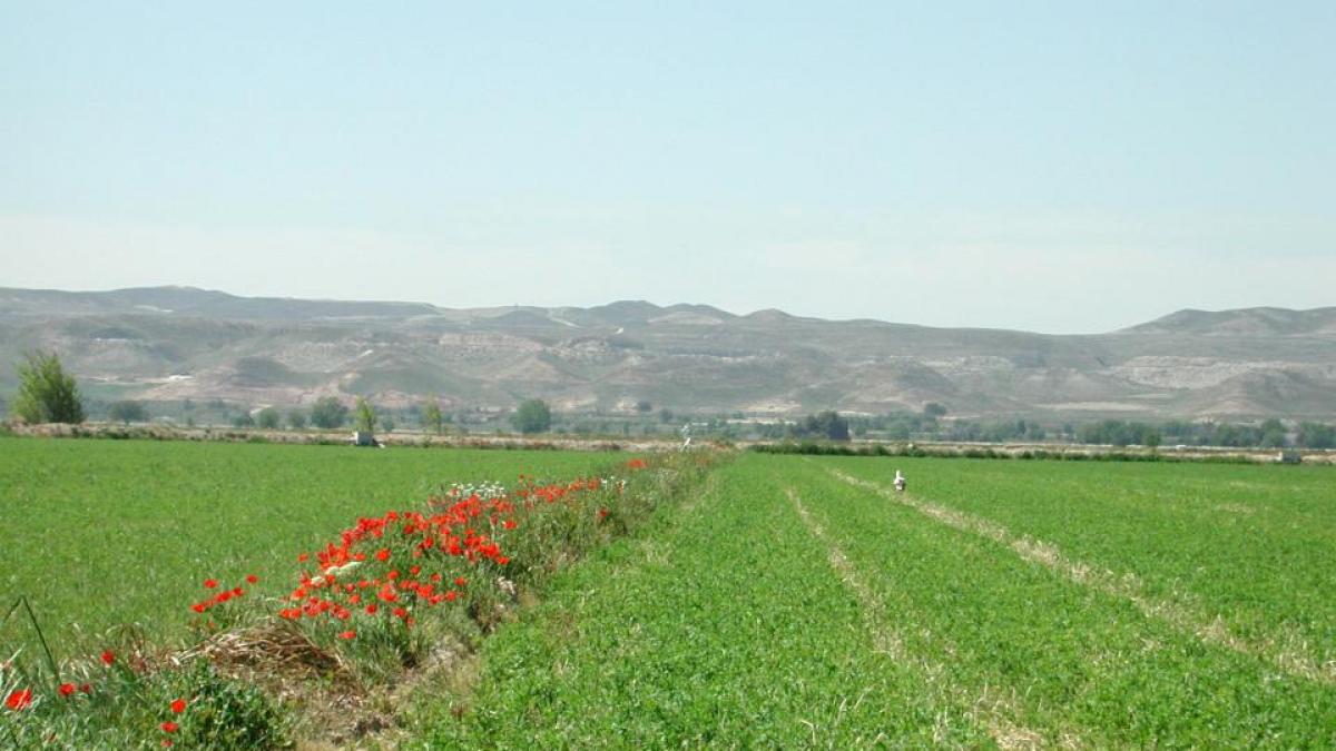 Aragon guides research against alfalfa pests