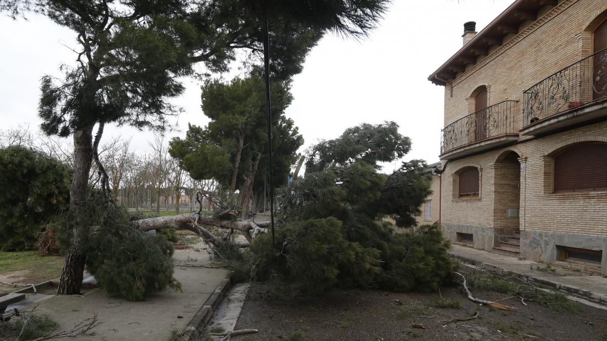 Tormenta en Zaragoza: Hortensia sorprende con rachas de 120 km/h, caída de  árboles y de la cubierta de un colegio