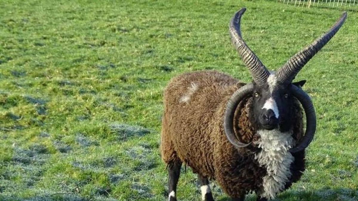 Hallada la solución al misterio de las cabras y ovejas con cuatro cuernos