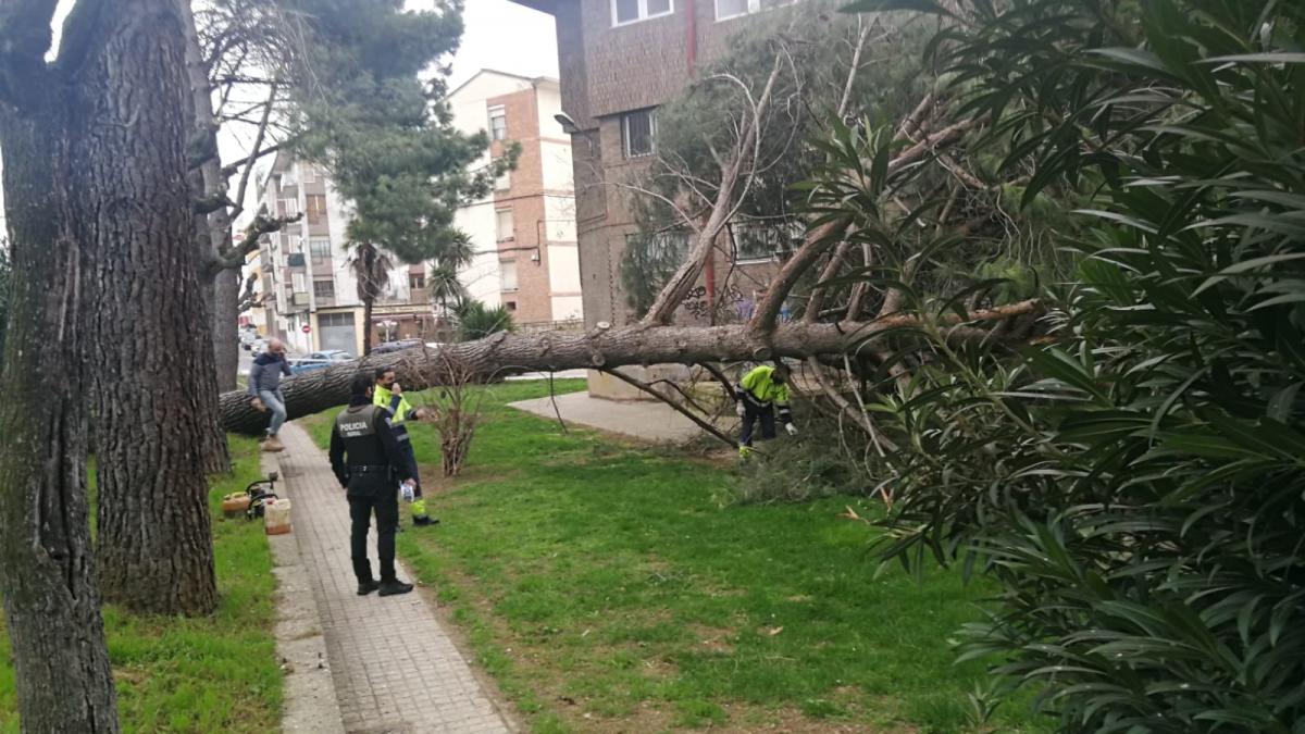 La caída de un enorme pino corta la calle Valencia de Monzón