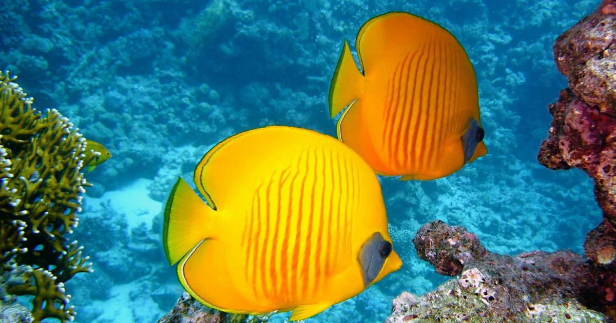 Los peces nadan mirando hacia abajo para estabilizarse