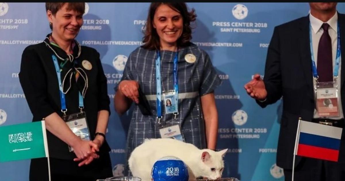 Aquiles, el gato oráculo del Mundial 2018, predecirá ...