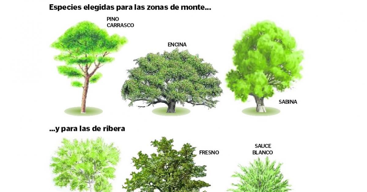 Zaragoza retomará el programa escolar de plantación con alumnos de 5º y 6º