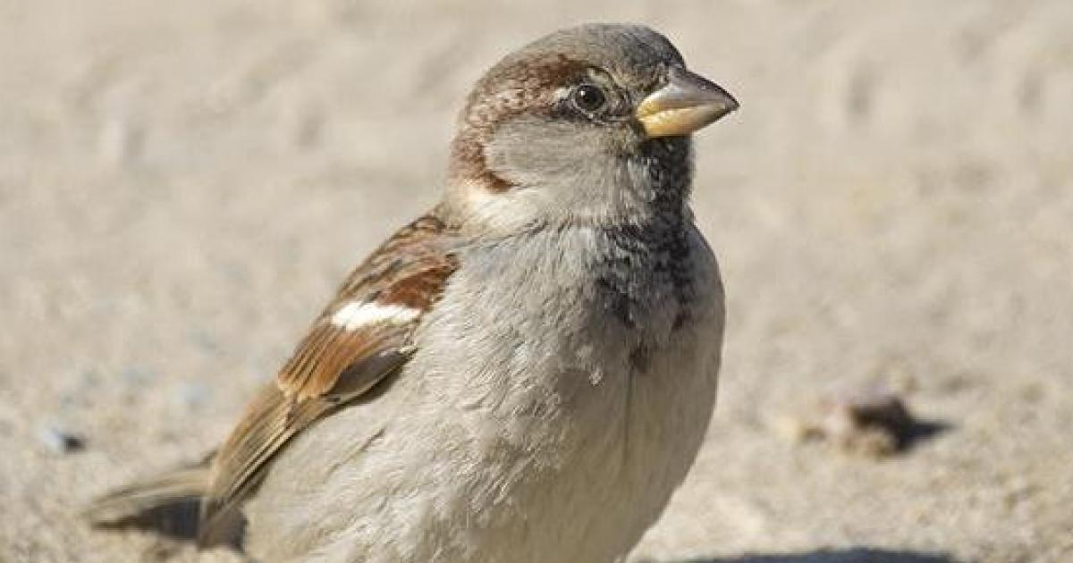 More than 6,400 birds of 56 species live on the university campuses of Zaragoza