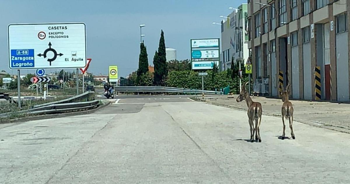 Dos cabras montesas se pasean tan campantes por Utebo