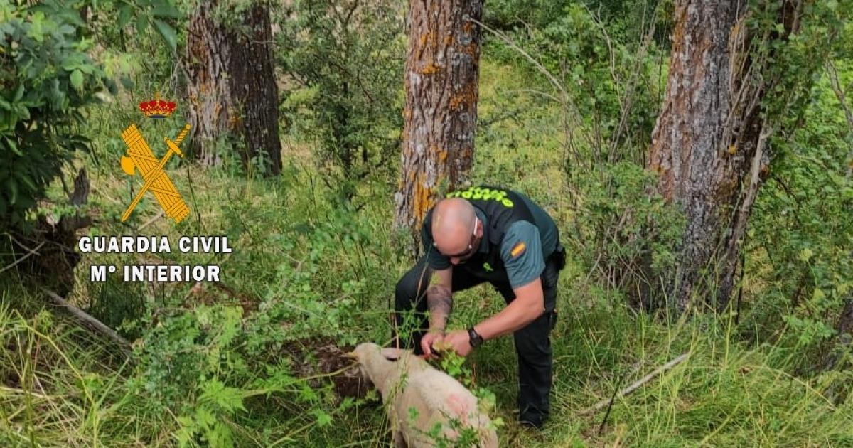 La Guardia Civil auxilia a una oveja a punto de morir ...