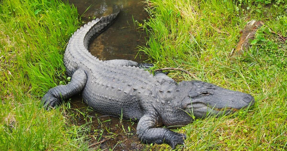 Un caimán mata a una mujer de 85 años que paseaba a su perro en Florida