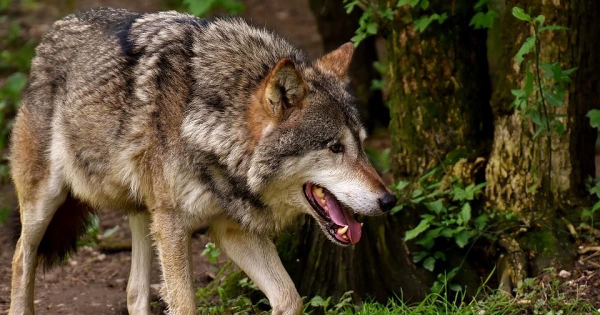 El Congreso ratifica la prohibición de la caza del lobo en toda la península