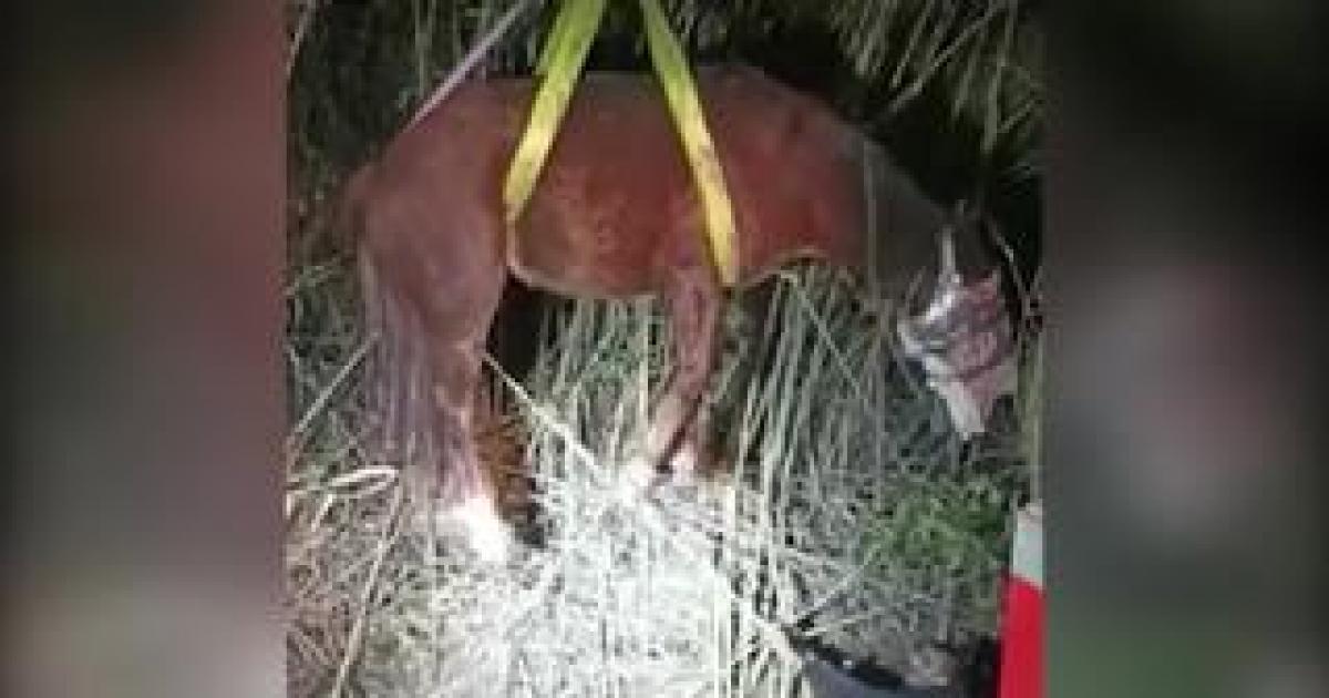 VIDEO: Rescate De Un Caballo En Alcañiz