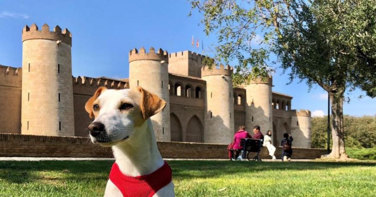 Zaragoza habilitará a partir de mayo diez espacios de suelta de perros en  parques y zonas verdes