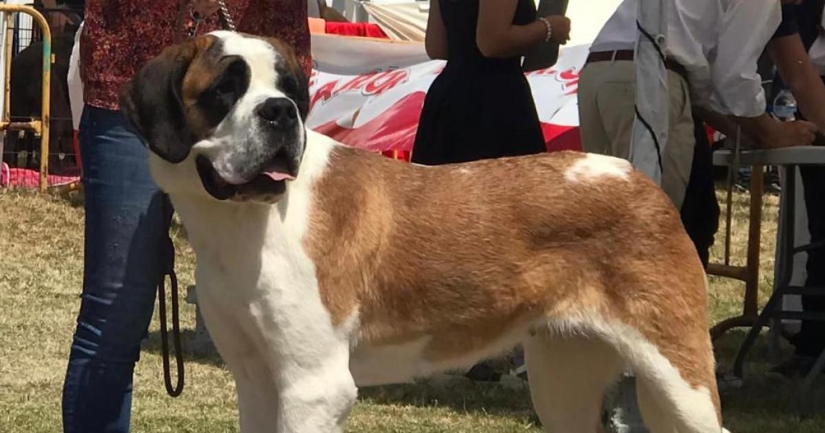 Renfe hará una prueba piloto para permitir viajar con perros grandes de hasta 40 kg en AVE