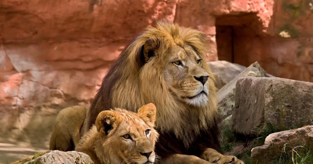 La destrucción de la sabana y los furtivos amenazan la supervivencia de los  leones