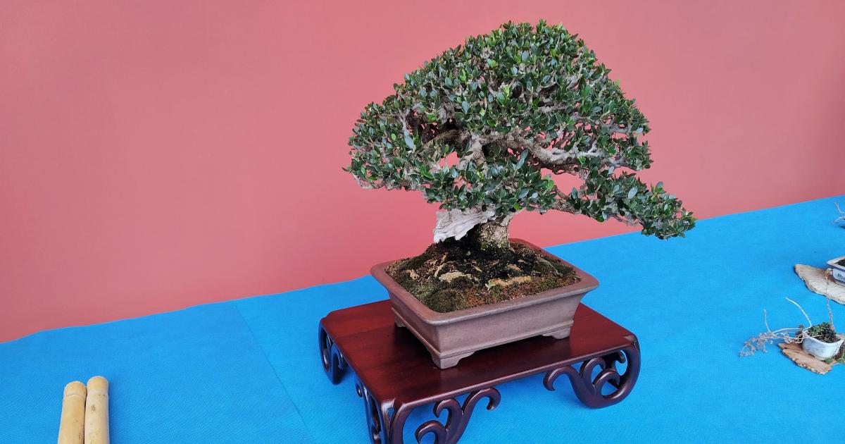 Cómo cuidar un bonsáis cinco verdades básicas