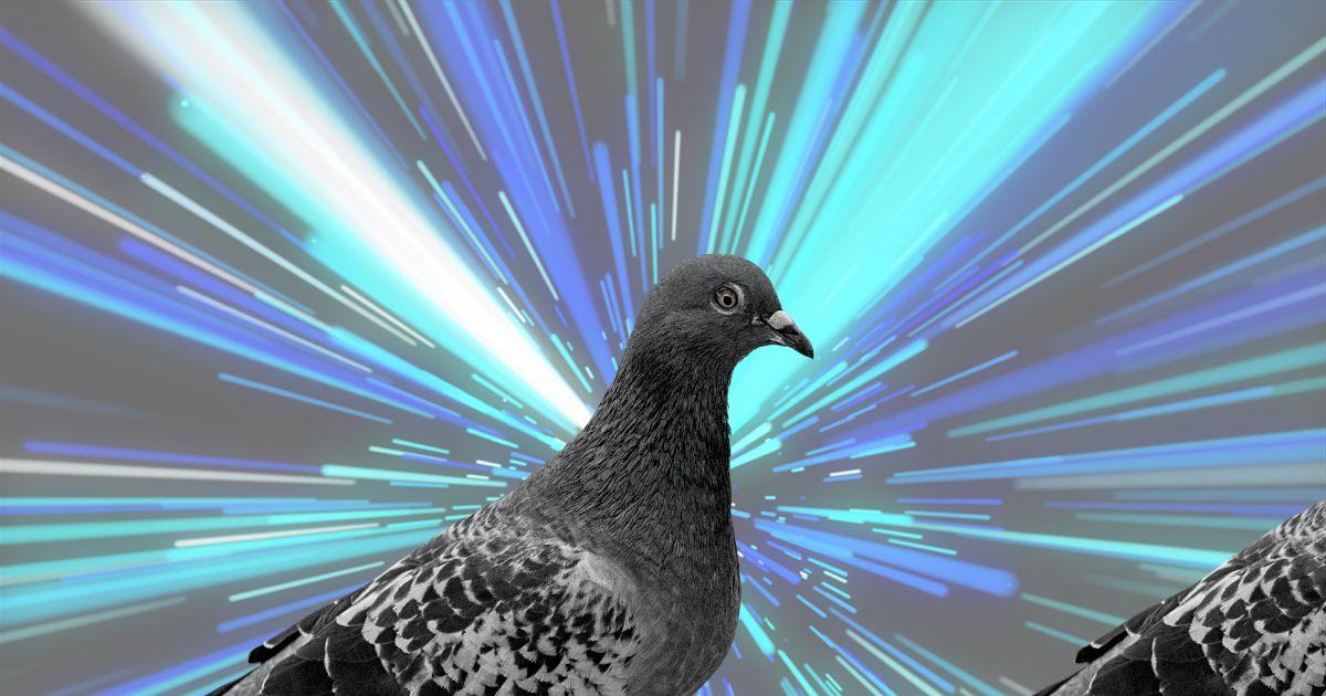 Isla de Alcatraz Sicilia maletero Alerta por un paramixovirus que convierte a las palomas en zombis en Reino  Unido