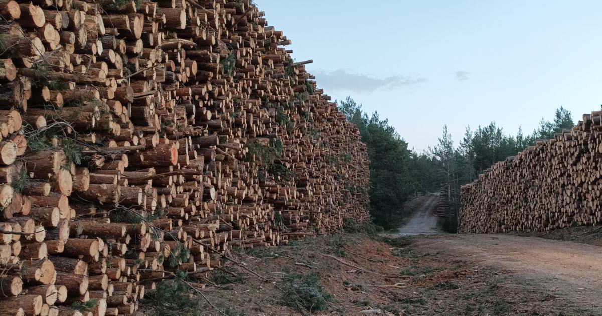 Vecinos y ecologistas piden a Europa que paralice las talas en el Alto Tajo  en Teruel